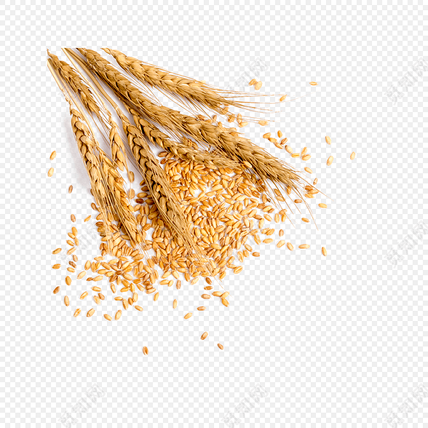 麦穗金色麦子素材