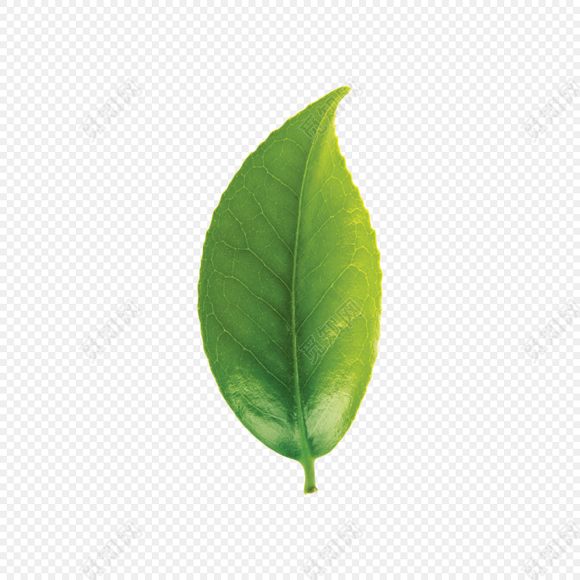 茶叶叶子植物元素