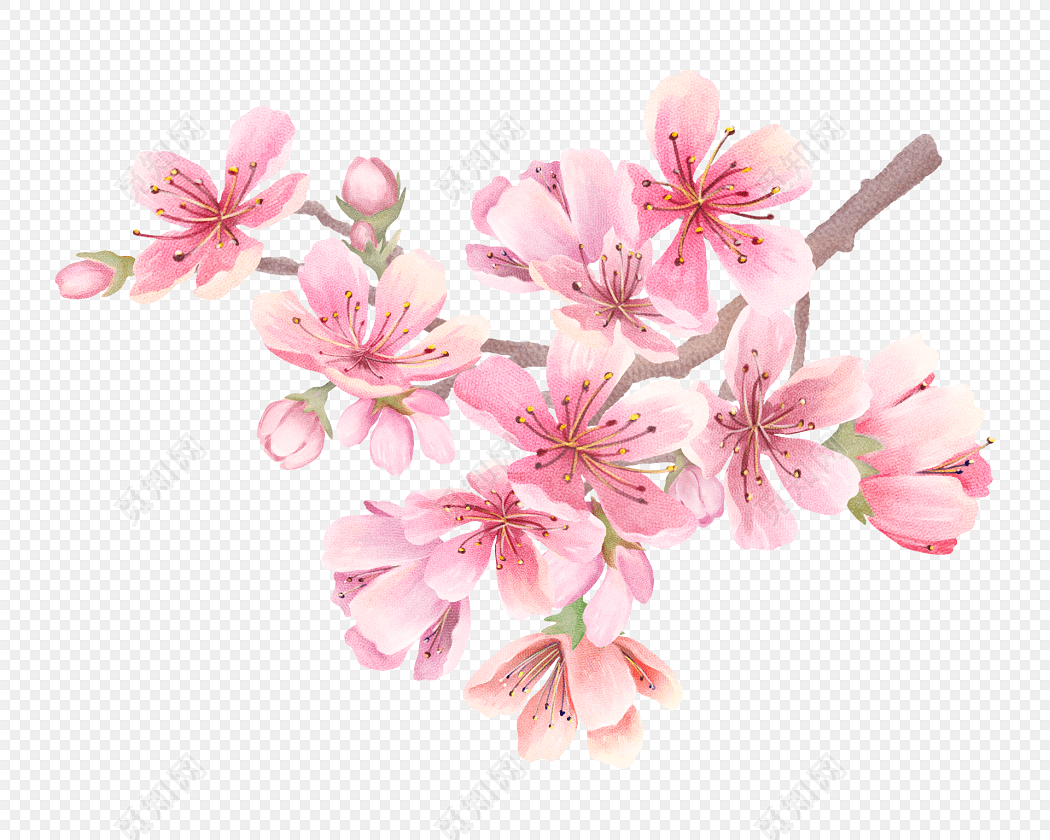 手绘粉色樱花矢量图免费下载_png素材_觅知网