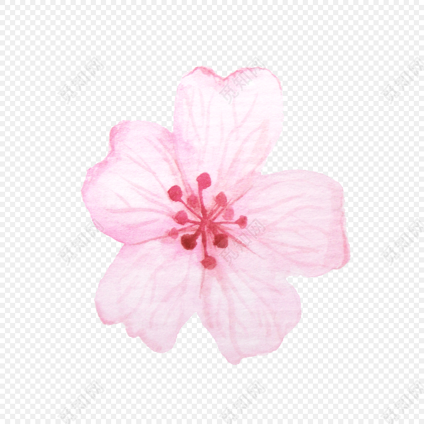 淡粉色樱花花朵素材下载