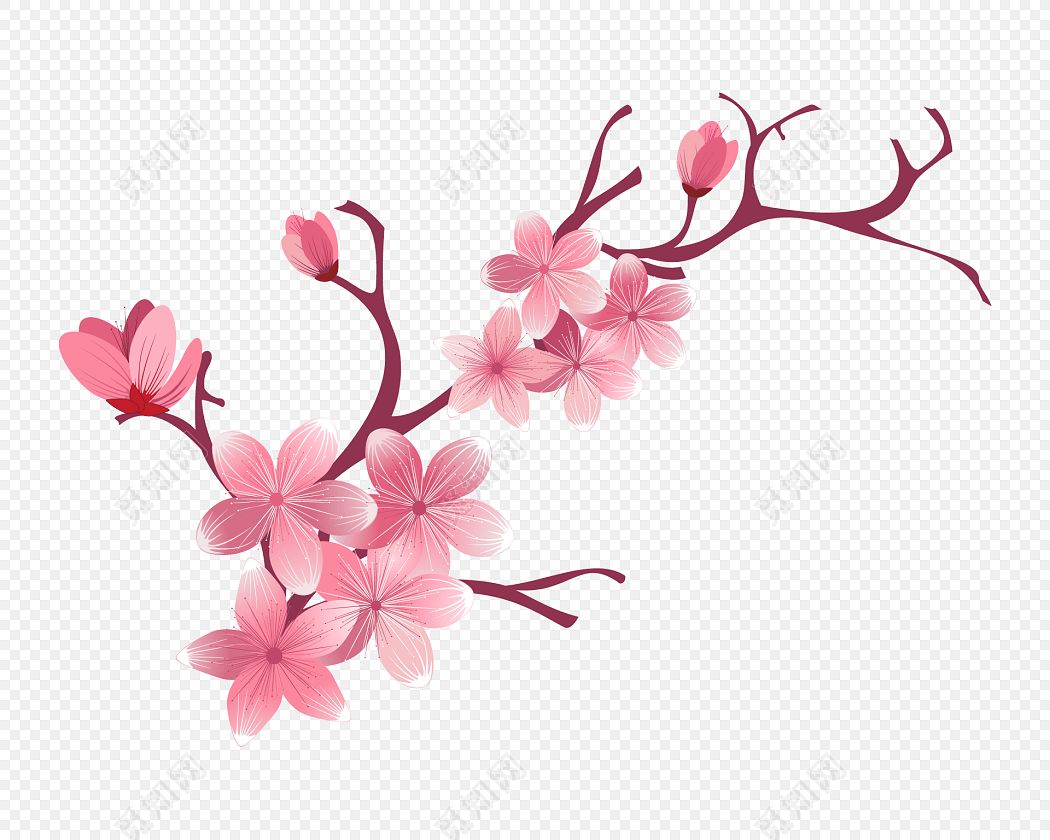 怒放樱花花枝素材