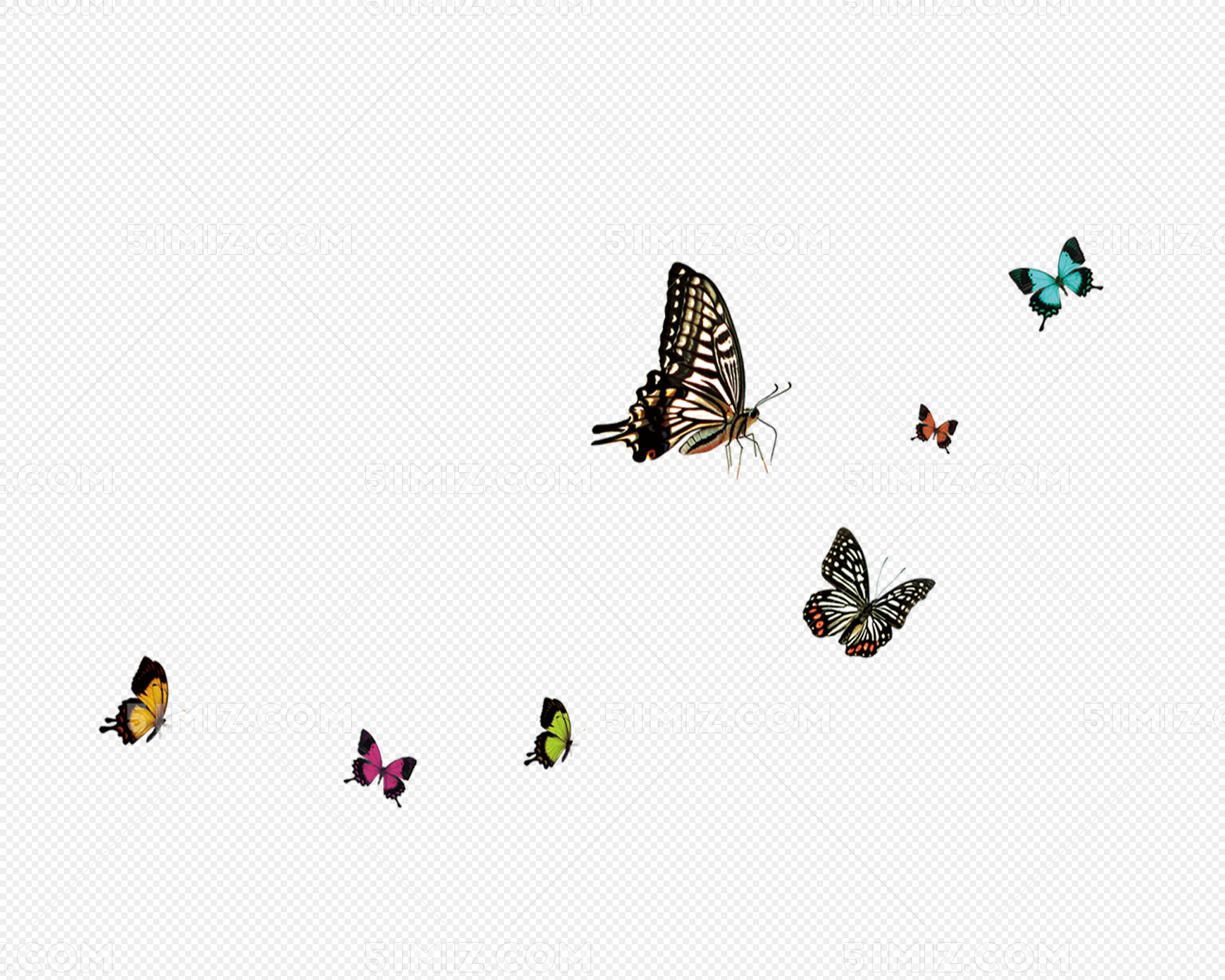 一群美丽的蝴蝶