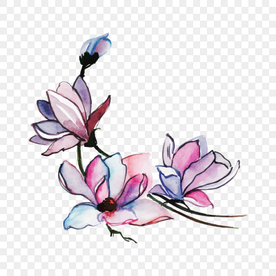 水彩手绘玉兰花