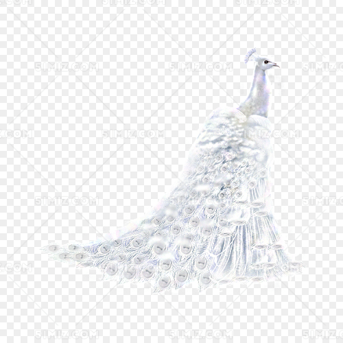 白孔雀