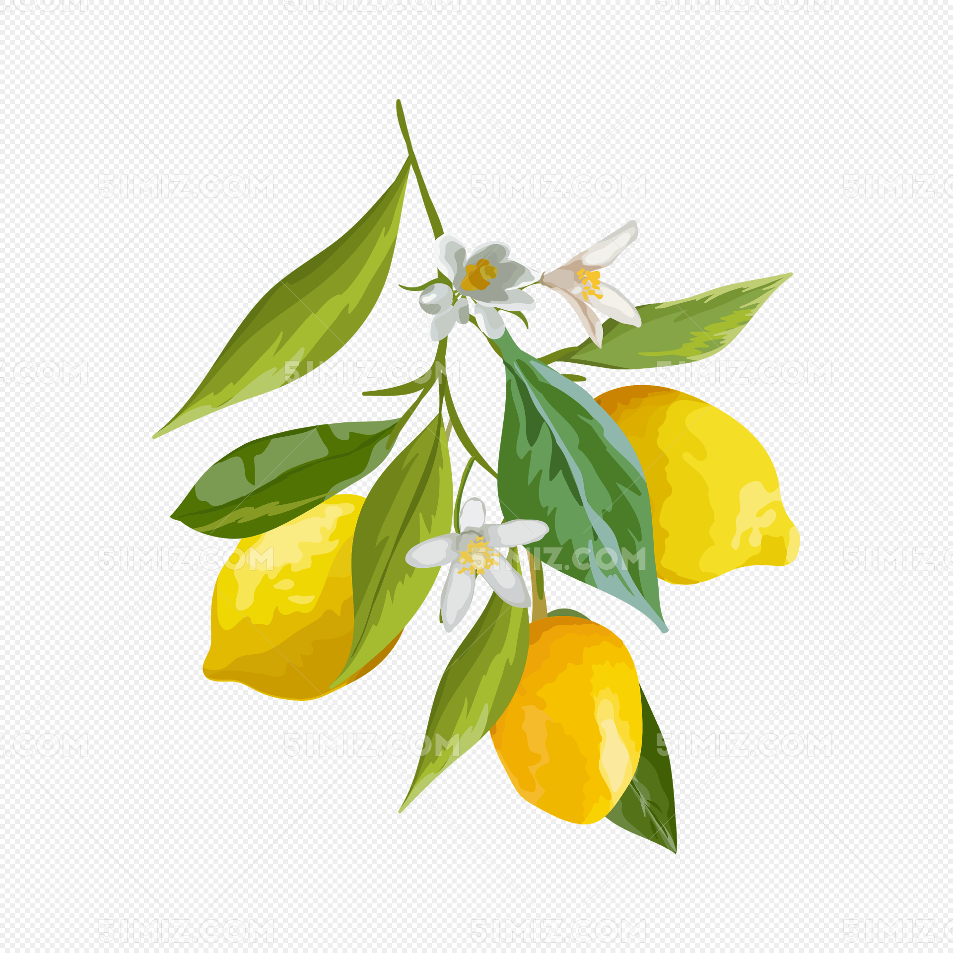 矢量图水彩黄色柠檬片图片素材免费下载 - 觅知网