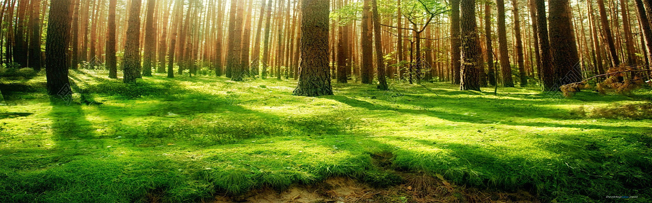 ֻͯɫλɭִȻbanner