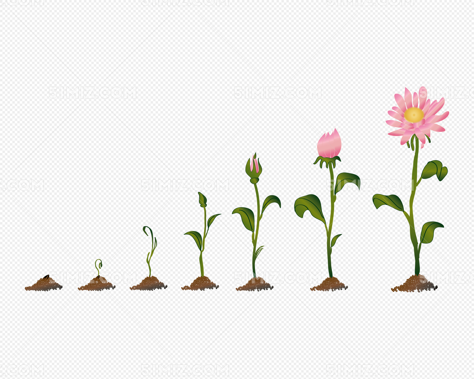 的生长过程矢量素材太阳花粉色