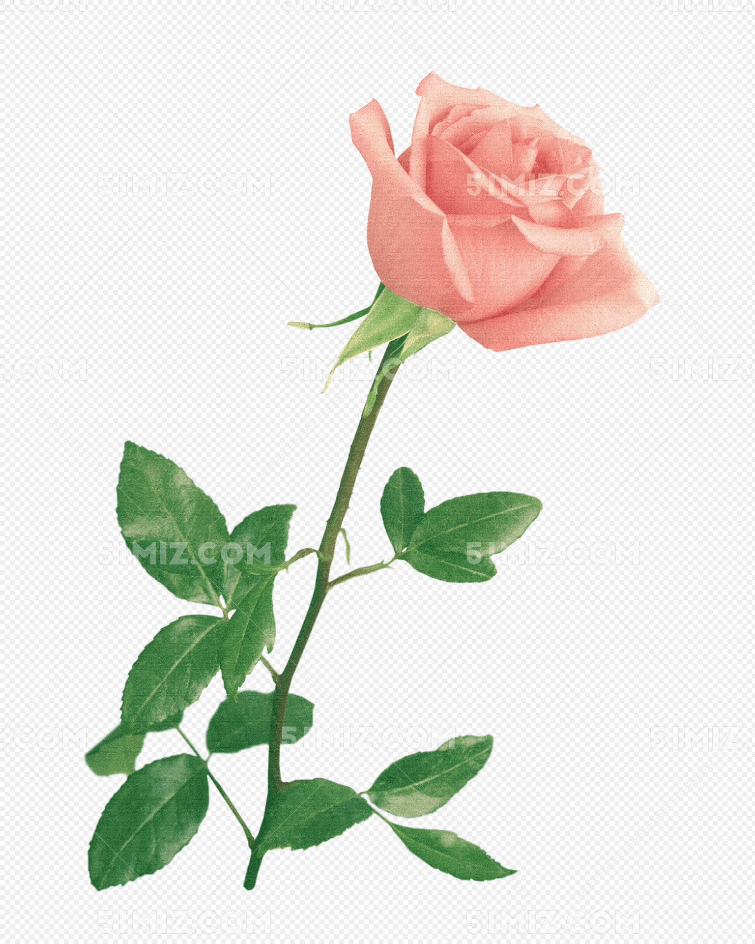 手绘水彩玫瑰花束设计素材免费下载 - 觅知网