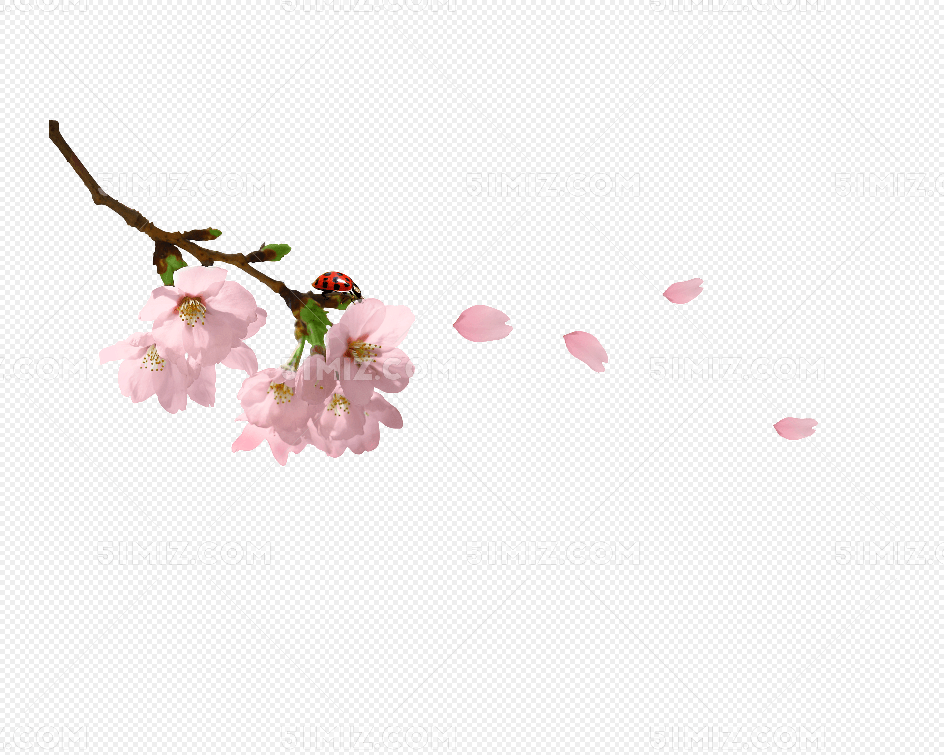 樱花花枝花瓣