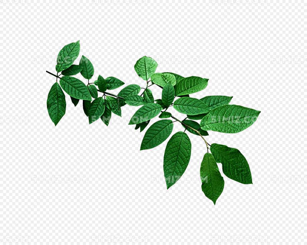 树叶叶子树枝