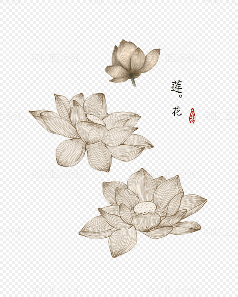 手绘线条中国风睡莲