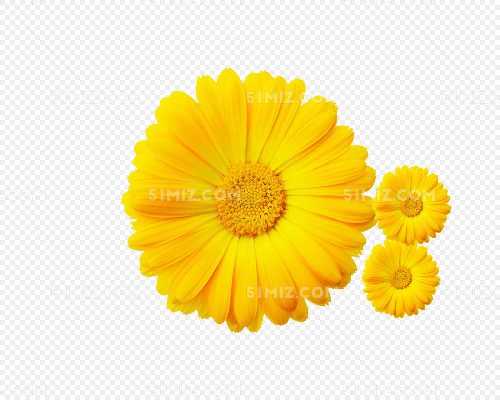 三朵简约黄色菊花花朵