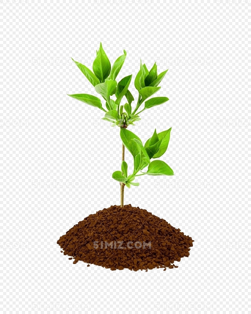 植树节小树苗