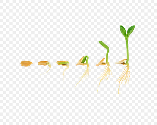 一步步成长的豆芽