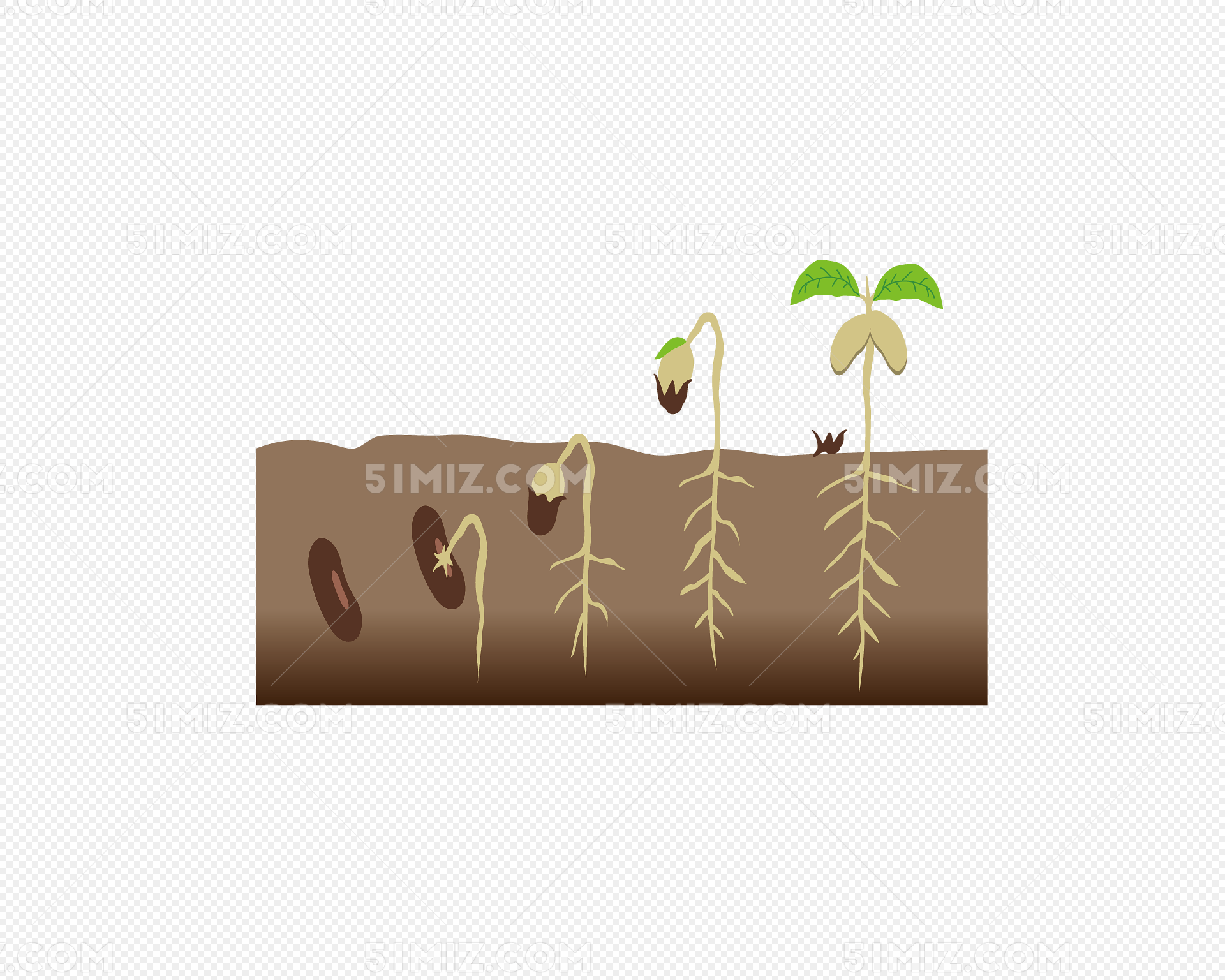 种子生长路径图