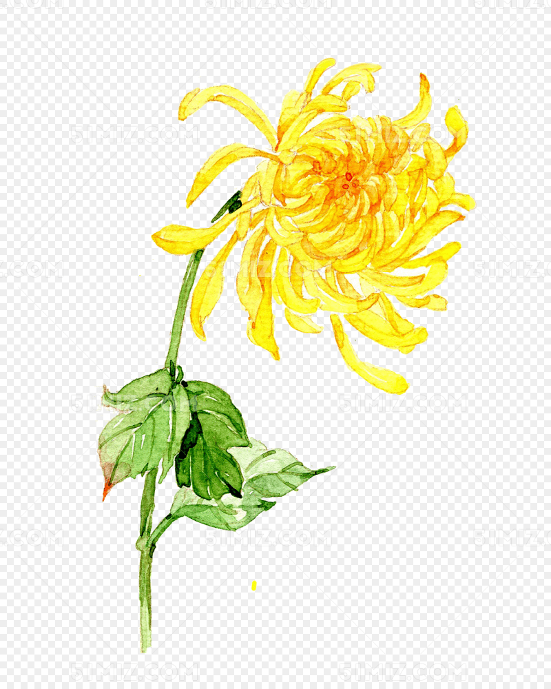 手绘菊花