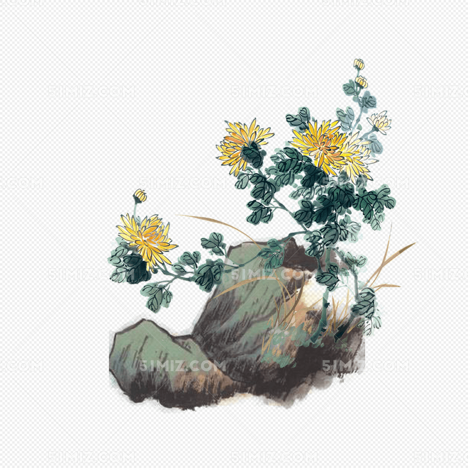 国画菊花
