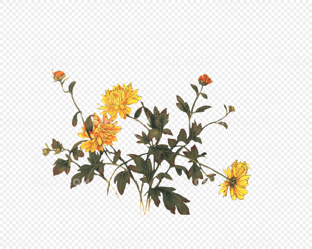 下载png png素材 野菊花标签:野菊花免费下载 野 素材 花朵 手绘菊花