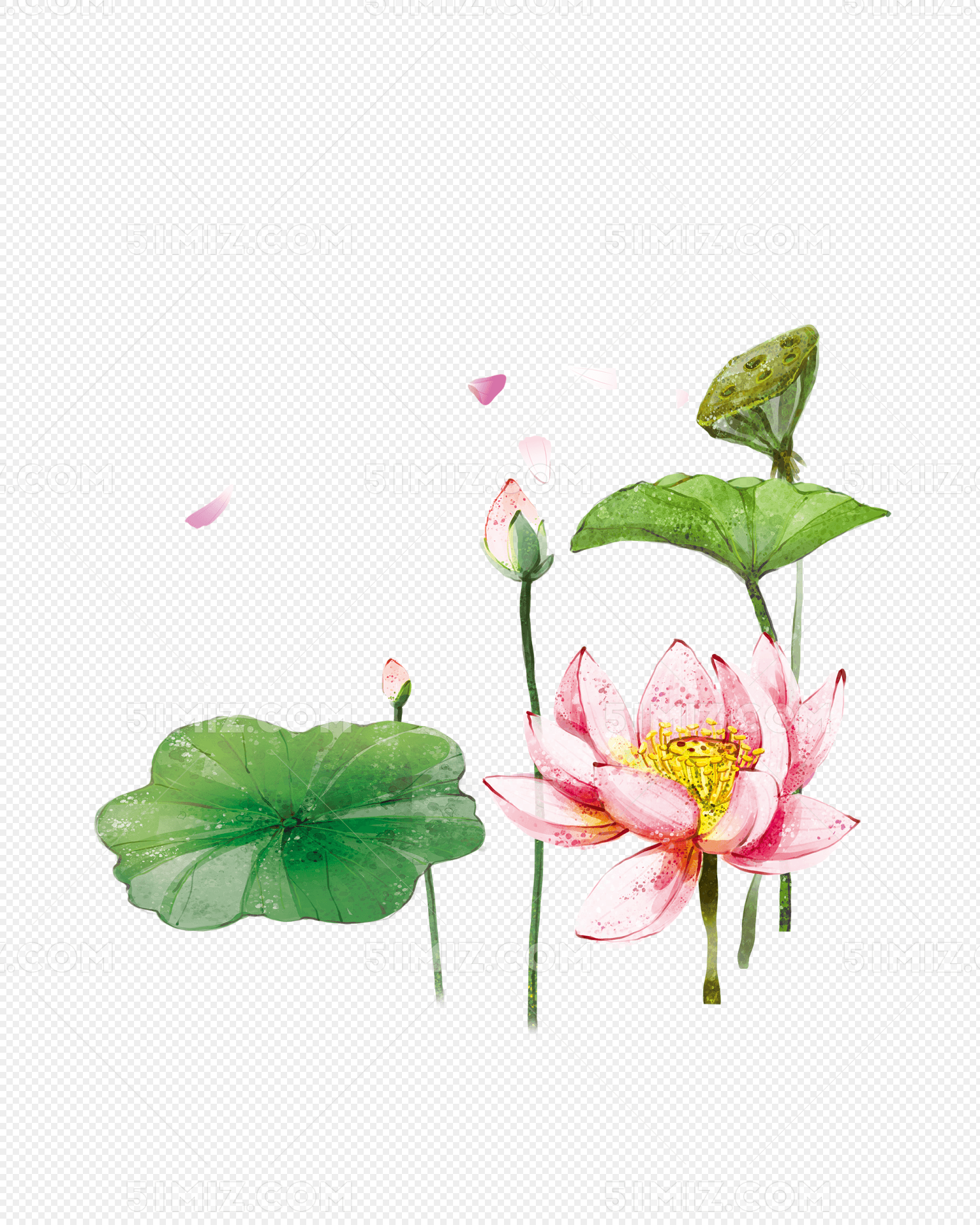 手绘荷花素材