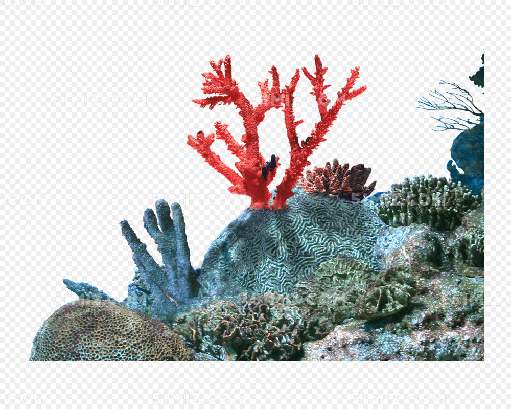 海底植物