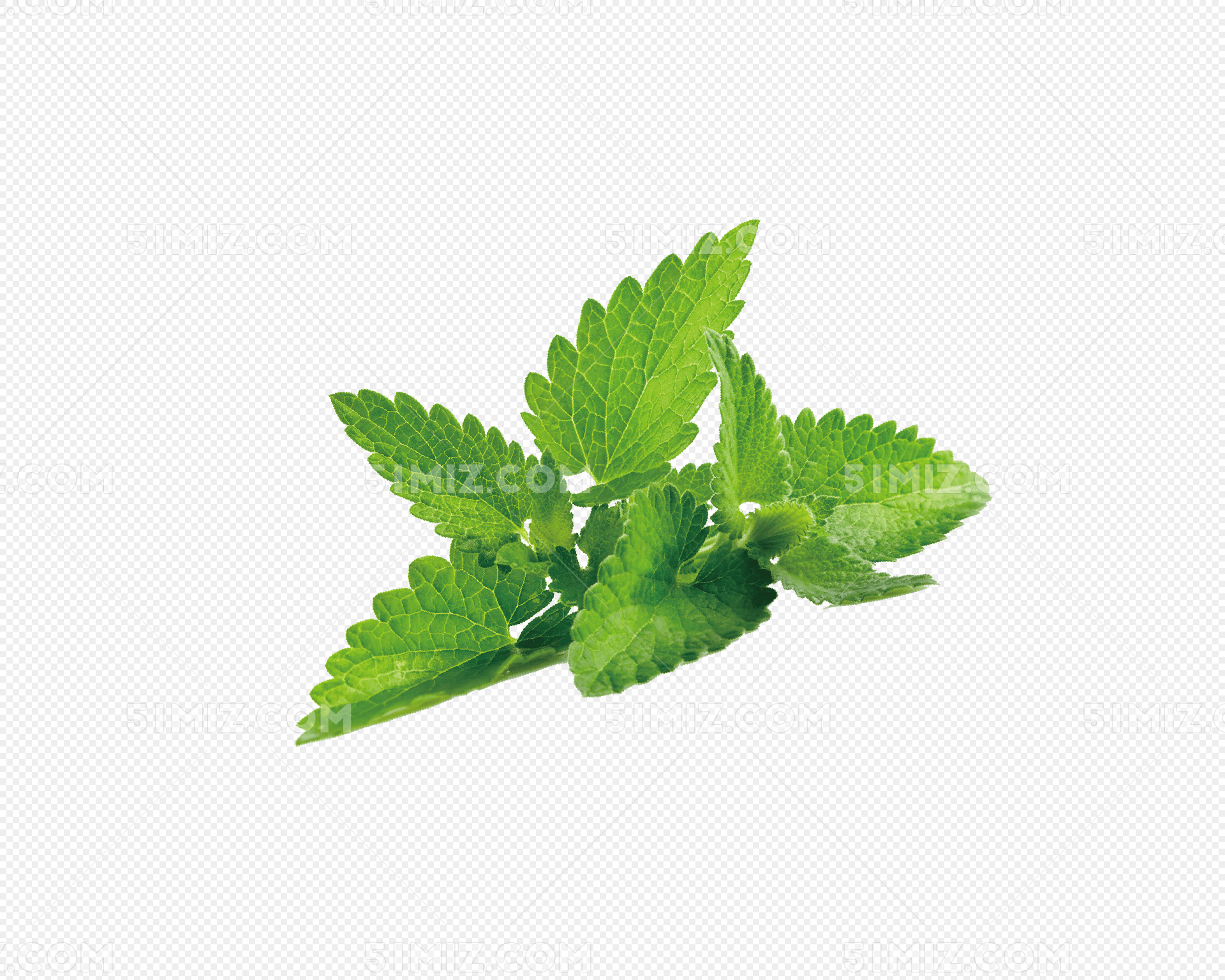 绿色薄荷叶