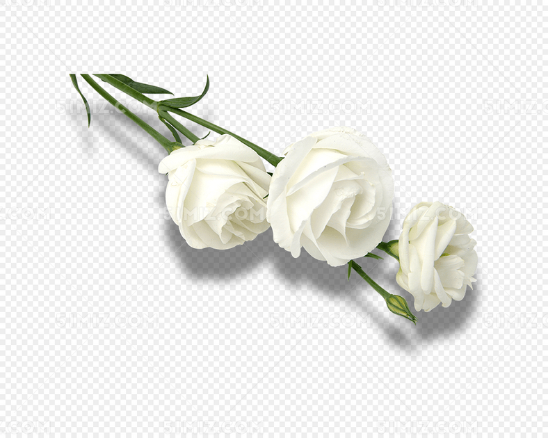 白玫瑰图片素材免费下载_觅知网