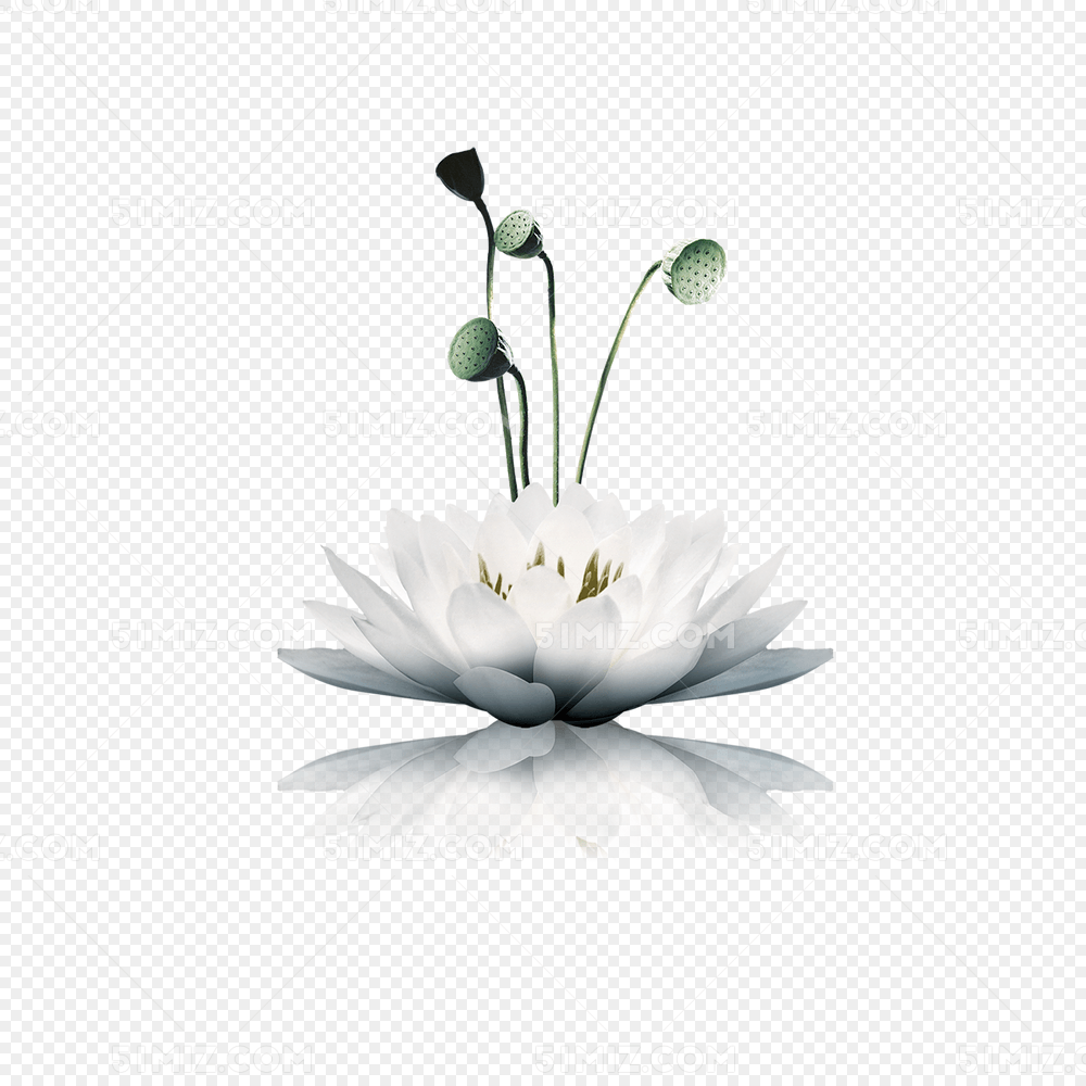 莲花