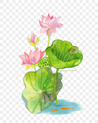 荷花莲子素材