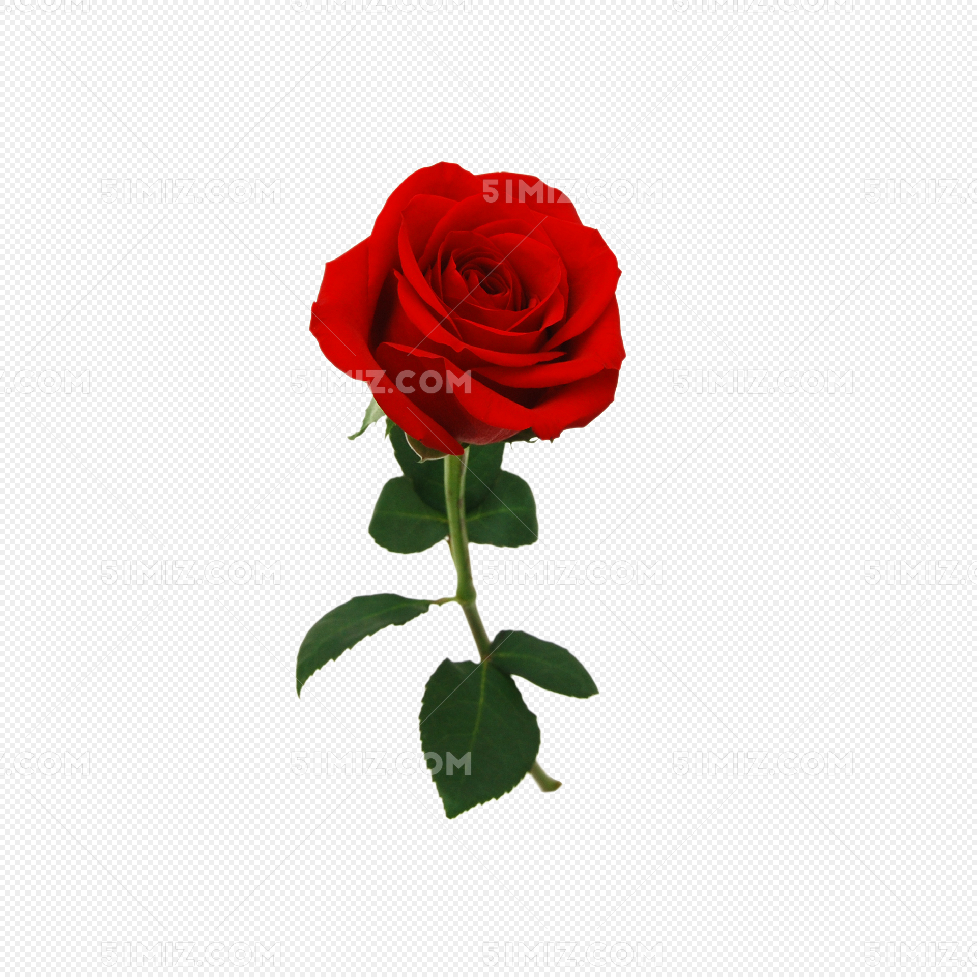 黑色背景红玫瑰壁纸-千图网