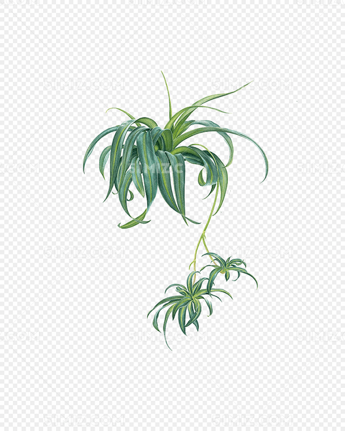 吊兰
