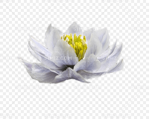 白色雪莲花