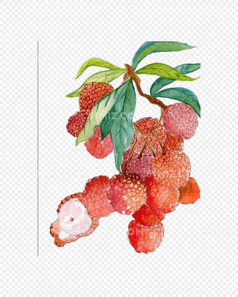 水彩画荔枝