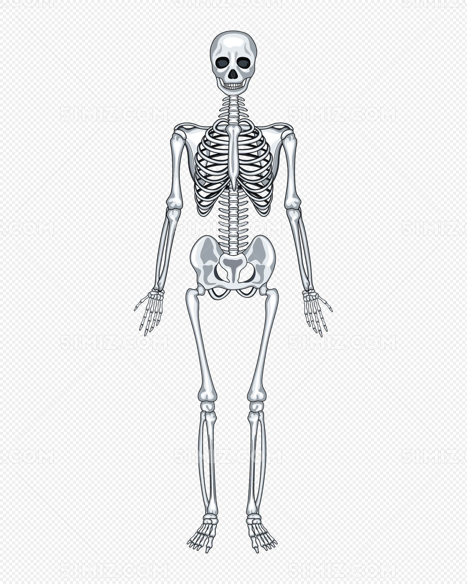 人体骨骼