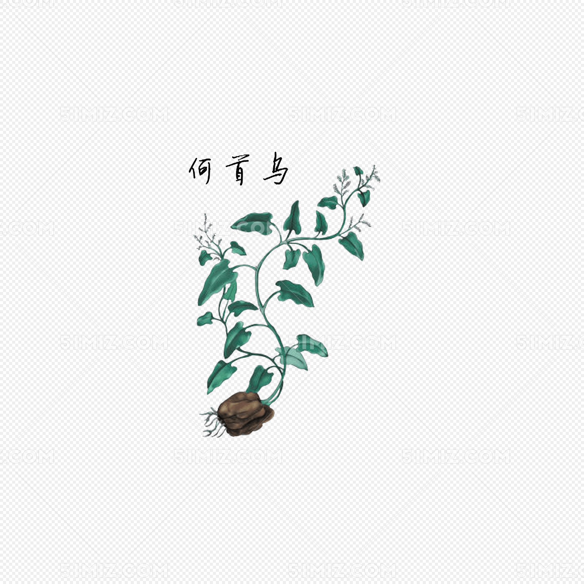 彩绘何首乌