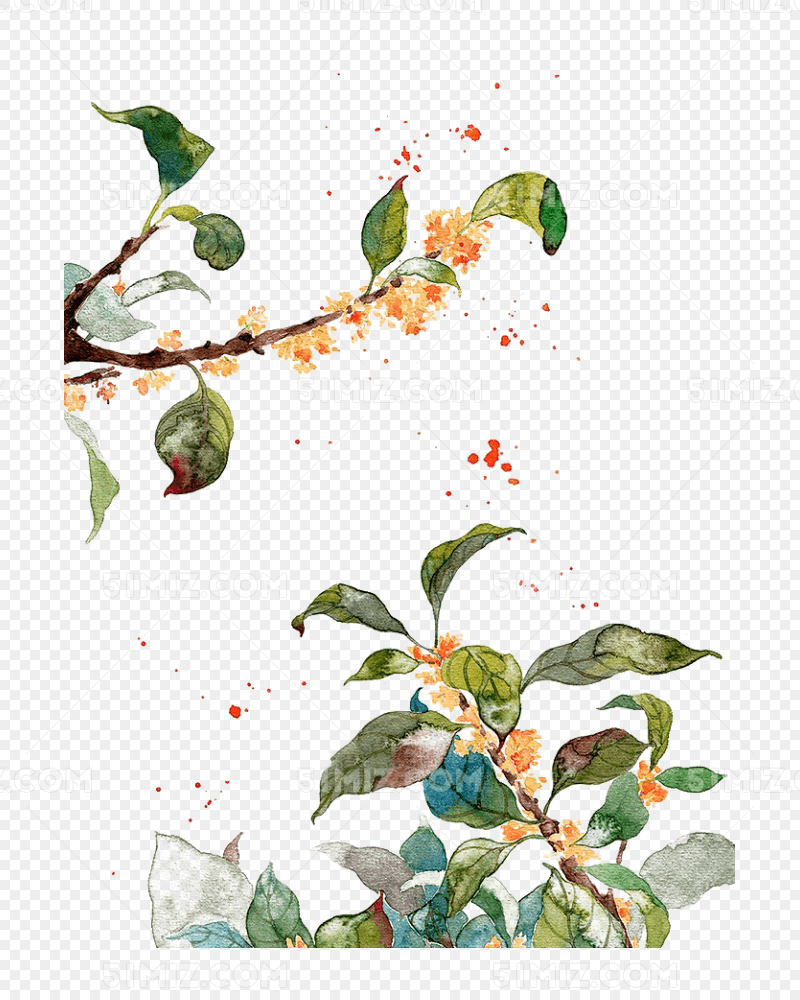 手绘桂花图片素材