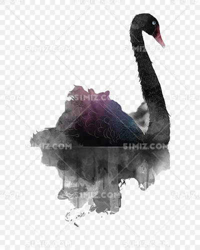 手绘黑天鹅