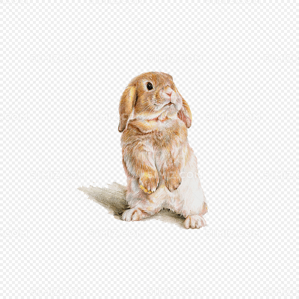 彩铅手绘垂耳兔