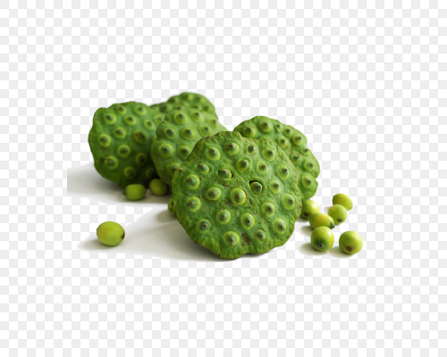 新鲜的绿色莲蓬莲子