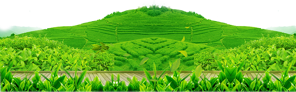 茶山茶园素材