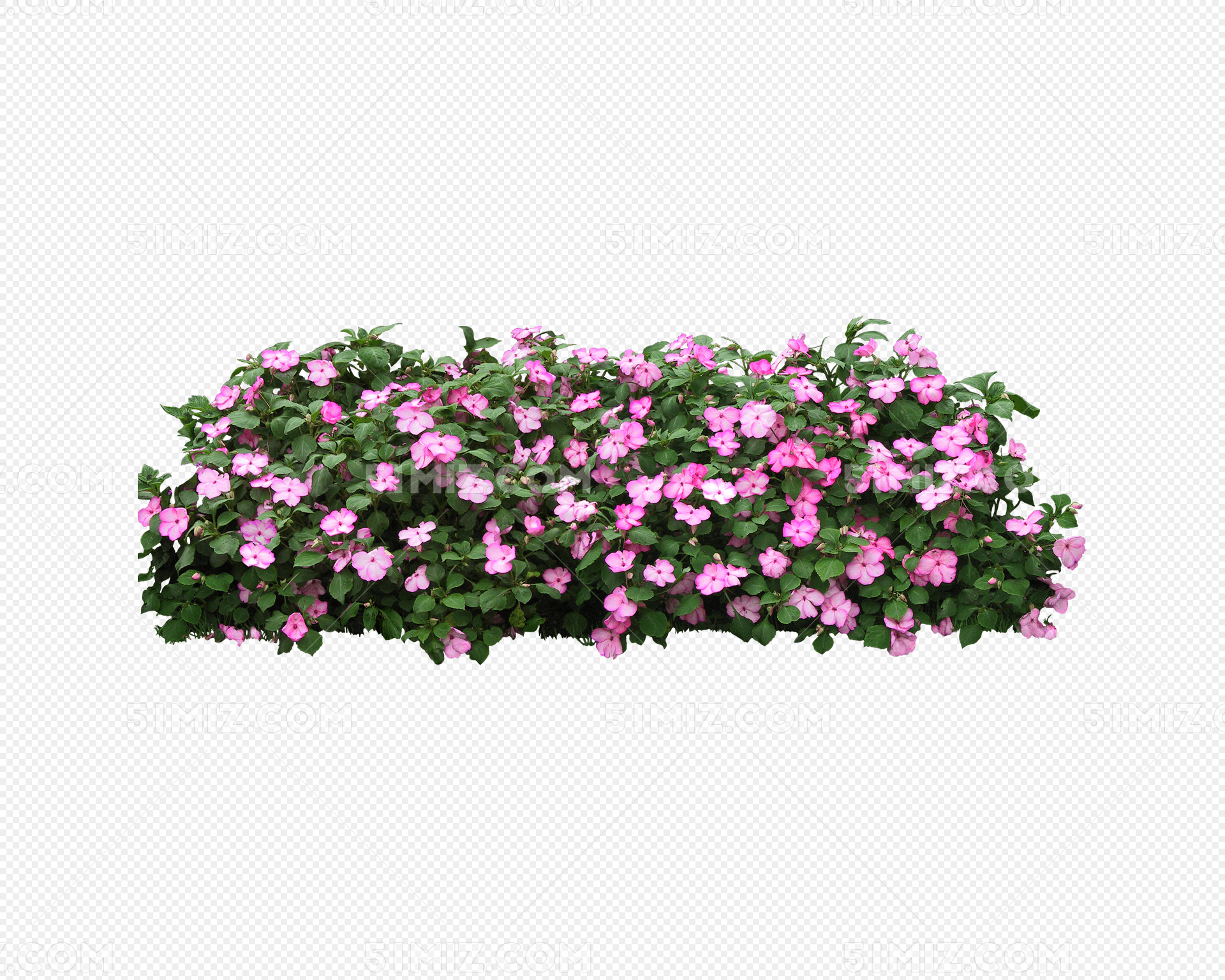 植物平面粉红色花园林景观灌木花卉装饰素材