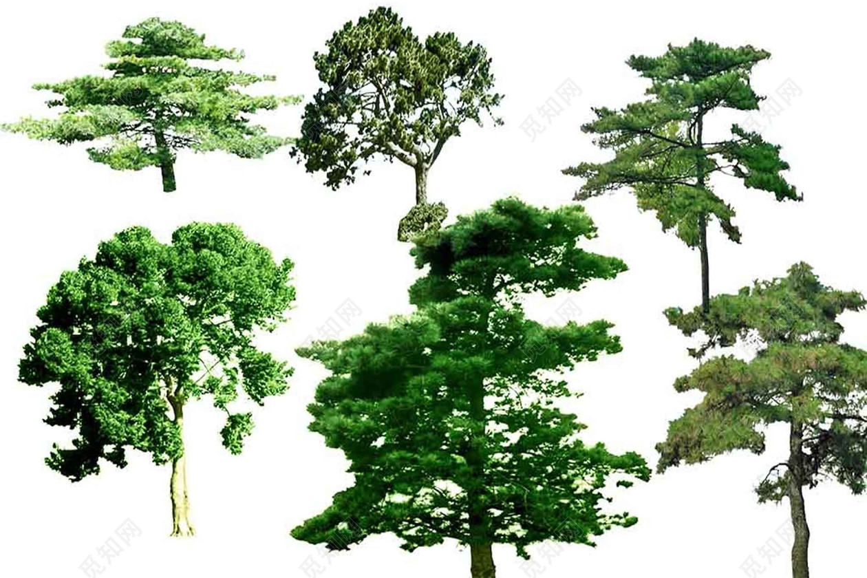 高大乔木植物灌木园林景观立面树图片素材免费下载_觅