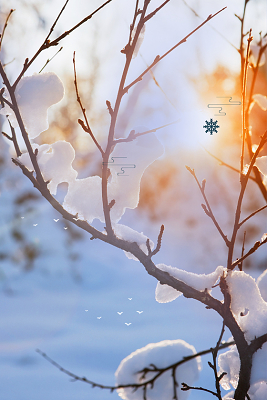 透光树枝挂雪大寒冬天冬季大雪小雪下雪小寒蓝色背景海报
