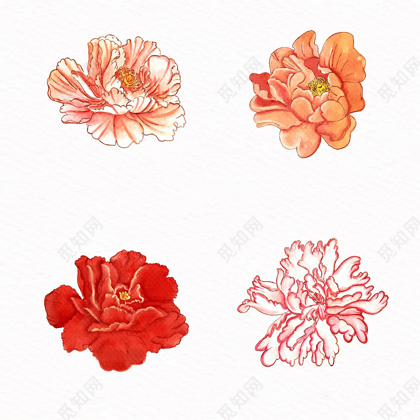花朵素材芍药牡丹