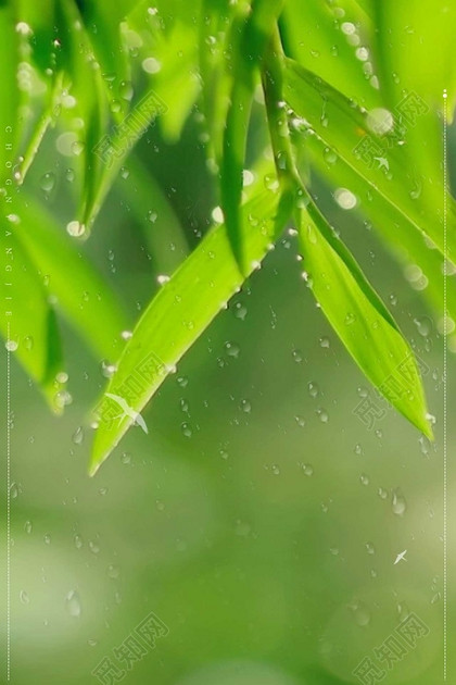 竹叶雨滴绿色传统节日雨水海报背景二十四节气清新