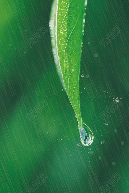 雨水绿色绿叶雨滴清新二十四节气传统节日海报背景