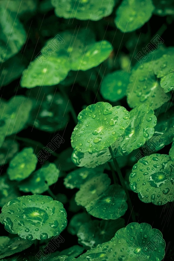 铜钱草雨水绿色二十四节气传统节日雨滴清新海报背景