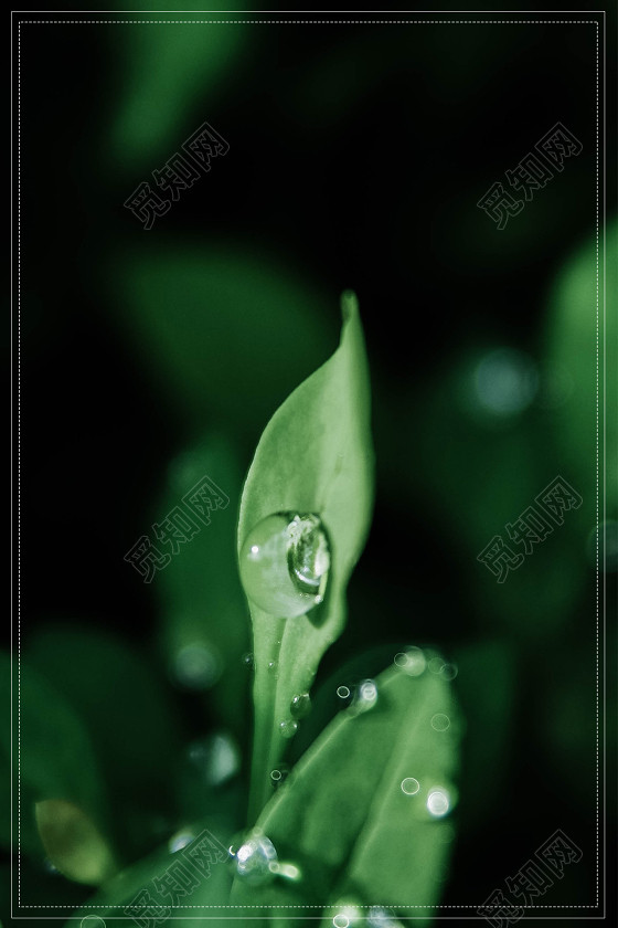 树叶绿色传统节日雨滴清新二十四节气雨水海报背景