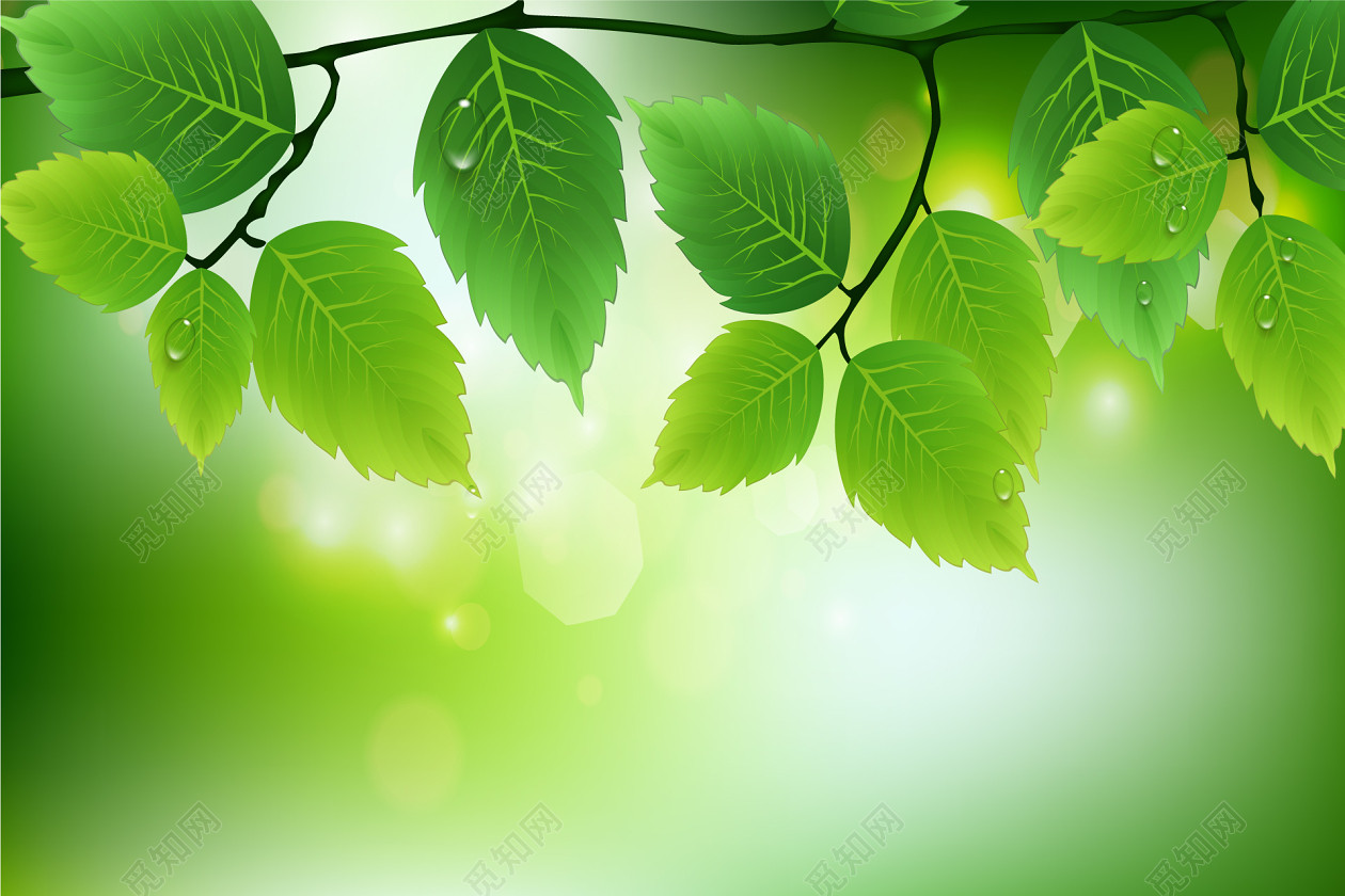 植物春天春季清新绿叶