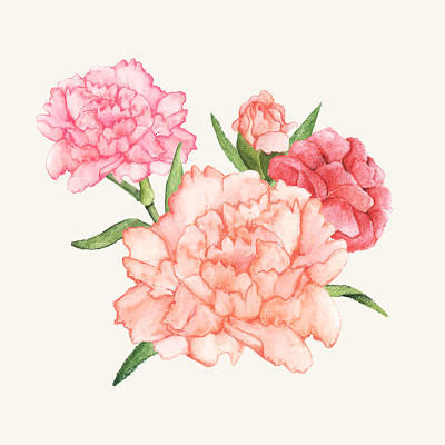 康乃馨鲜花