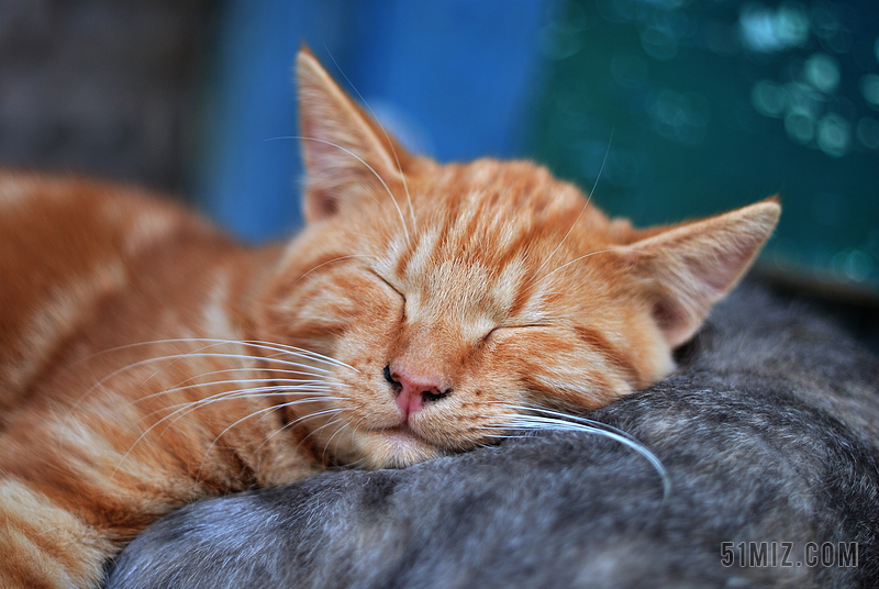 唯美瞌睡的橘猫背景图片